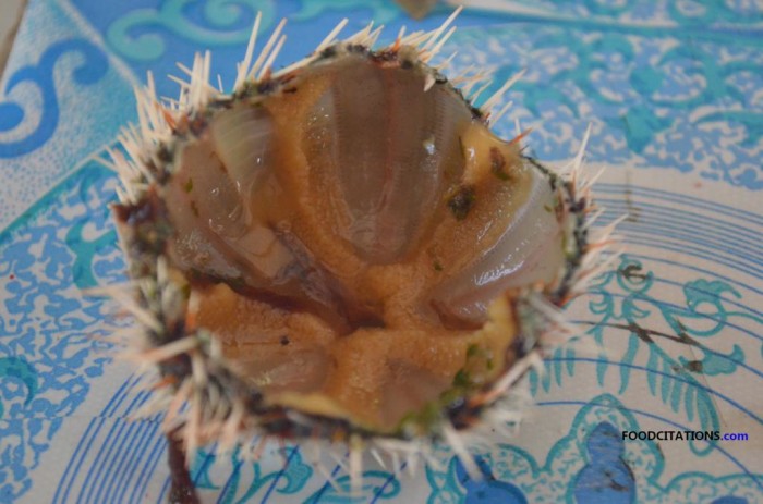 Sea_Urchin