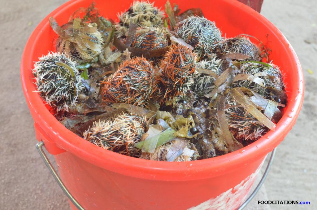 Sea_Urchin_Bucket