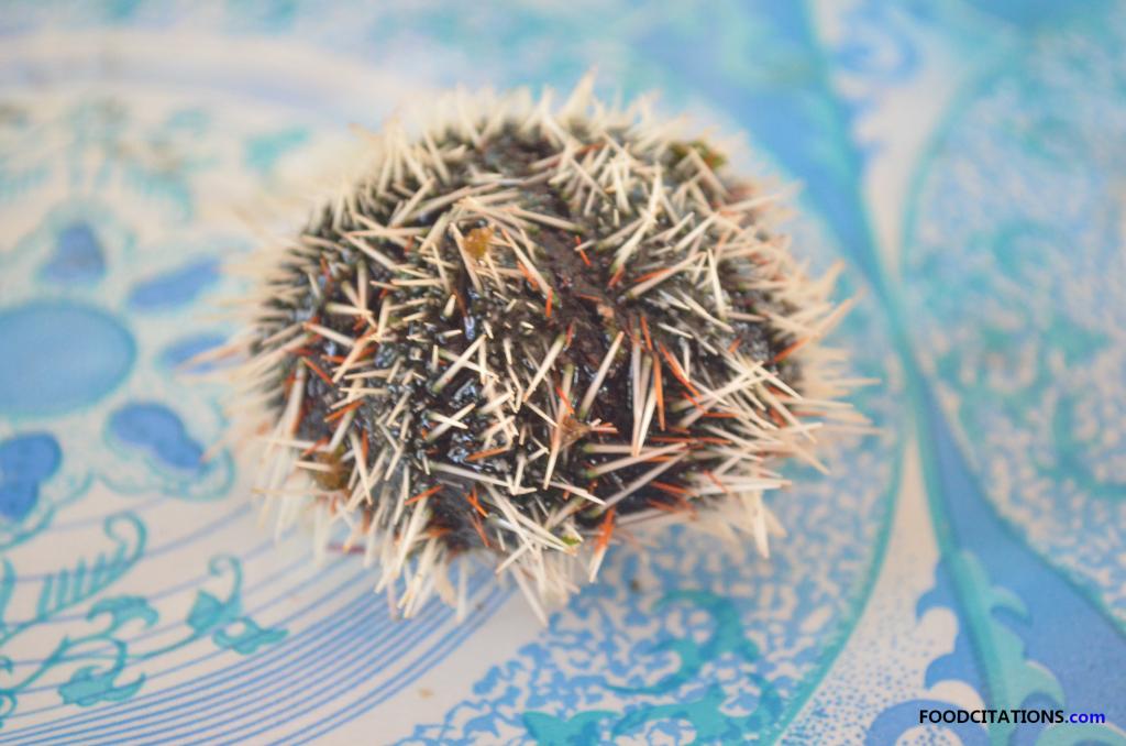 Sea_urchin_whole