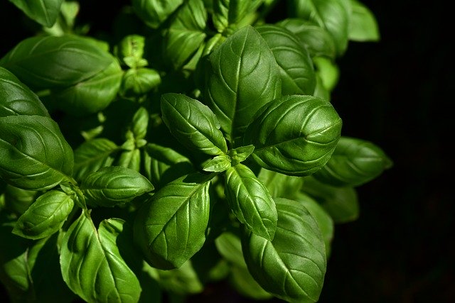 Cleanse the kidney - basil